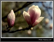Bấm vào hình để xem slide Show