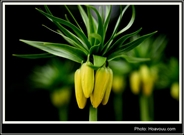 Bấm vào hình để xem slide Show