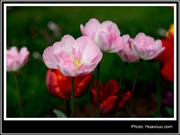 Bấm vào hình để xem slide Show
