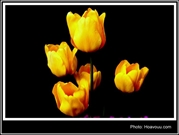 Bấm vào hình để xem slide Show