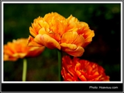 Bấm vào hình để xem slide Show