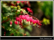 Bấm vào hình để xem slide Show
