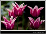 Bấm vào hình để xem slide Show