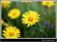 Bấm vào hình để xem slide Show