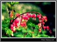 Bấm vào hình để xem slide Show