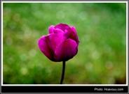 Bấm vào hình để xem slide Show