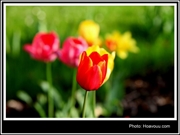 Bấm vào hình để xem slide Show