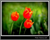 Bấm vào hình để xem slide Show