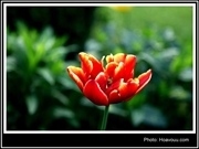 Bấm vào hình để xem slide Show