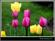 Bấm vào hình để xem slide Show