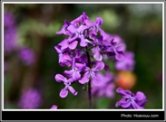 Bấm vào hình để xem slide Show