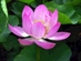 Integrating Dharma into Our Lives