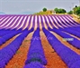 Thung lũng hoa oải hương ở Provence