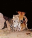 Unlikely Animal Friendships