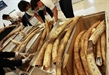 Thai Buddhist leaders pray for poached elephants, call for end to ivory use