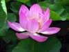 Integrating Dharma into Our Lives