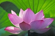 The results of offering flowers