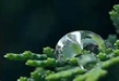 法音集—佛教典故12