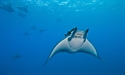 CITES Summit Boosts Wildlife Protection Measures