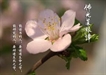 佛光菜根譚1-4