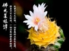 佛光菜根譚1-6