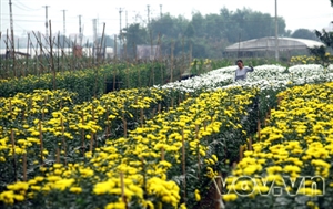 Xuân về trên làng hoa Tây Tựu