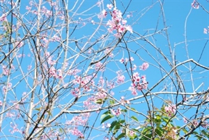 Hoa xuân Đà Lạt