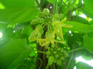 Canh hoa thiên lý giúp giảm stress