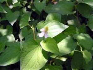 Rau dấp cá chữa nhiều bệnh