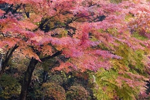 Nhật Bản: Koyo mùa lá đỏ