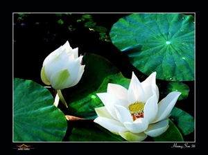 Triển lãm ảnh của một nhà sư trẻ
