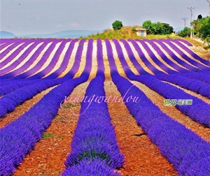 Thung lũng hoa oải hương ở Provence