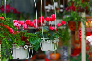 Rực rỡ những phố hoa tại Sài Gòn