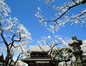 Mùa Xuân bên Chùa