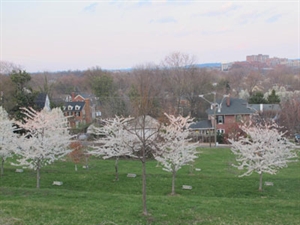 Lễ hội Hoa Anh đào ở Washington DC