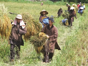 Tăng, ni tần tảo làm ruộng ngày Tết