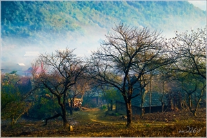 Buổi chiều sương khói