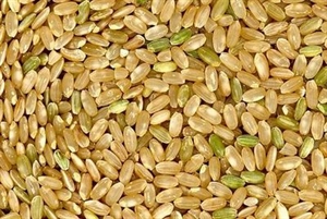 KHÁM PHÁ MỚI VỀ GẠO LỨC