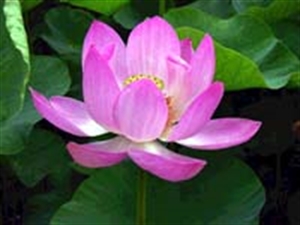Công đức hỷ xả