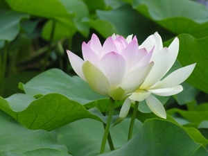 Giới thiệu về Tạng Luật