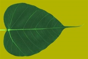 Một cuộc đối thoại giữa 