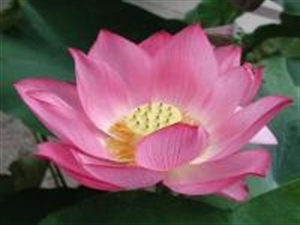 Chuẩn Bị Cho Cái Chết