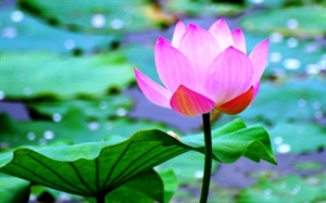 8 đặc tính của hoa sen trong Phật giáo