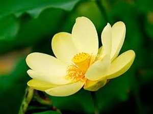 Một số thái độ sai lầm của phật tử
