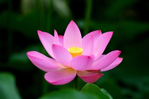 Bốn thứ che tâm