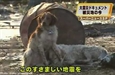 Clip cảm động: Chú chó ở Nhật không bỏ bạn trong hoạn nạn
