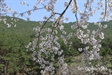 Hàn Quốc: Hình ảnh Đèn, Hoa đón mừng Phật Đản tại tổ đình Songwangsa