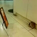 Nhiệm mầu chú chuột biết trước giờ vãng sanh
