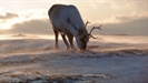 Even Christmas Is Not Immune to Climate Change; Scientists Warn of Shrinking Reindeer