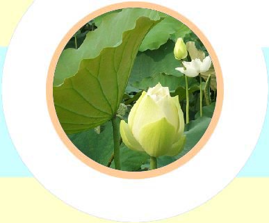 White Lotus